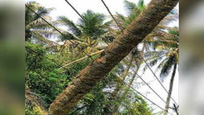 खंभों पर नहीं बल्कि नारियल के पेड़ों पर टिके हैं बिजली के तार