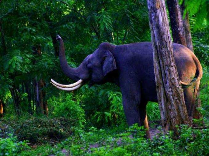 முத்தங்கா வனவிலங்கு சரணாலயம்