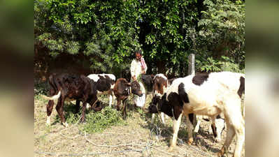 मिसाल: दूध बेचकर गांव के आवारा मवेशियों को पालते हैं बलिया के नवीन