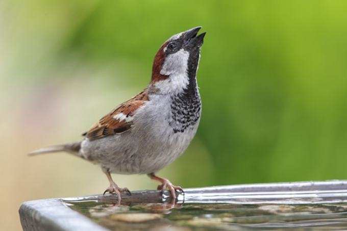 male-house-sparrow-main