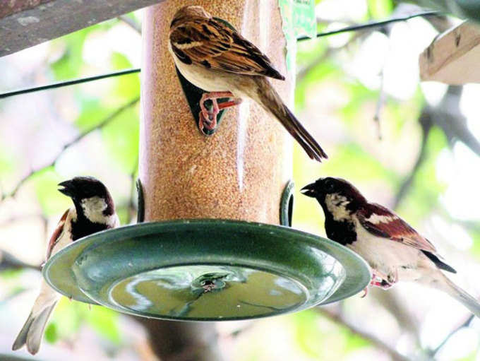 ఓ ఇంట్లో పిచ్చుకల ఆహారం కోసం ఏర్పాటు