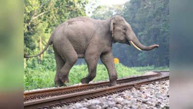 देहरादून-हरिद्वार ट्रैक पर ट्रेन की चपेट में आने से मादा हाथी की मौत