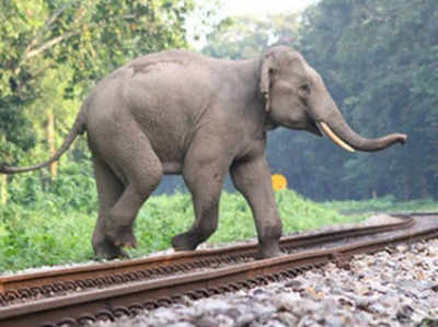 देहरादून-हरिद्वार ट्रैक पर ट्रेन की चपेट में आने से मादा हाथी की मौत
