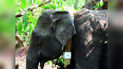 ಪಾಲಿಬೆಟ್ಟದ ಕಾಡಾನೆಗೆ ರೇಡಿಯೋ ಕಾಲರ್‌