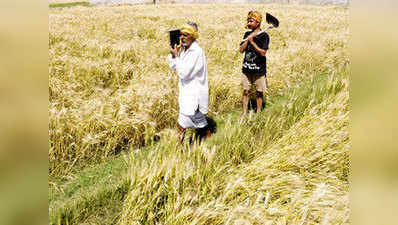न्‍यूनतम समर्थन मूल्‍य से भी कम में बिक रही अरहर, महाराष्‍ट्र के क‍िसान परेशान