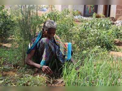 ತರಕಾರಿ ಸ್ವಾವಲಂಬನೆಗೆ ಕೈ ತೋಟ