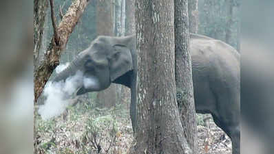स्मोकिंग करते हुए दिखा हाथी, विडियो हुआ वायरल
