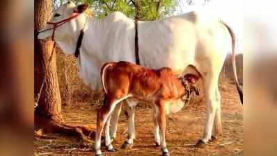 गो संरक्षण के लिए RSS देगा मंत्र, 16 दिनों का होगा विशेष आयोजन