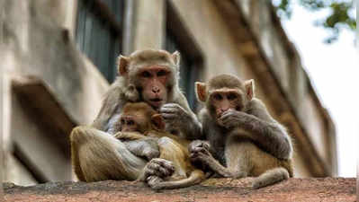 100 Monkeys Die: মারা গেল ১০০টি বানর, কী কারণে মৃত্যু ধোঁয়াশায় যোগী সরকার