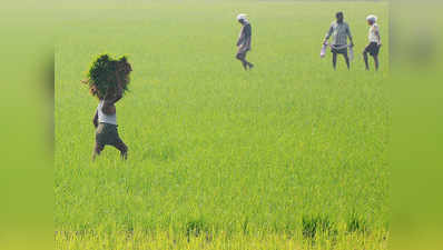 असम के सीमावर्ती गांवों में एक दशक बाद शुरू हुई खेती