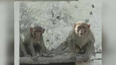 अमरोहा: चाऊमीन चटनी नहीं कीटनाशकों ने ली 100 से ज्यादा बंदरों की जान