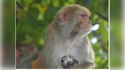 ओडिशा: नवजात बच्‍चे को उठा ले गया बंदर