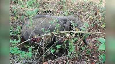 ತಾಯಿ ತೊರೆದ ಆನೆಮರಿ ಮತ್ತೆ ಕಾಡಿಗೆ