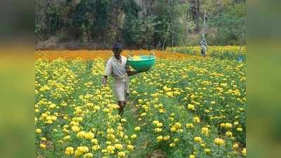 ಬಿಡುವಿನಲ್ಲಿ ಬೆಳೆದ ಚೆಂಡು ಹೂವು