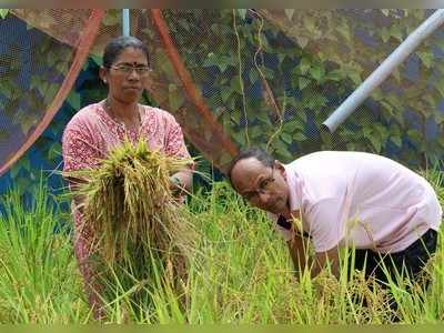 ತಾರಸಿ ತುಂಬ ವೈವಿಧ್ಯ ಬೆಳೆಗಳ ಸಿರಿ