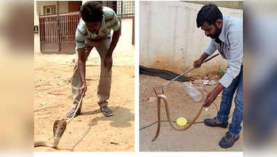 बेंगलुरु: कोबरा को बचाने की कोशिश में गंवाई जान