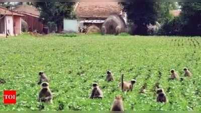 ತೆಲಂಗಾಣದಲ್ಲಿ ಕೋತಿ ಹಾವಳಿ ತಡೆಗೆ 30 ಕೋಟಿ ರೂ.