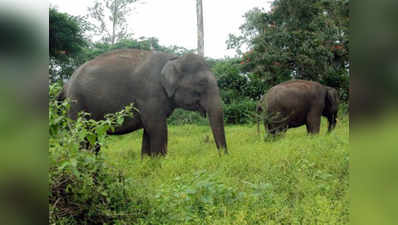 योगी आदित्यनाथ के ड्रीम प्रॉजेक्ट के लिए कर्नाटक से दुधवा पार्क आएंगे 11 हाथी