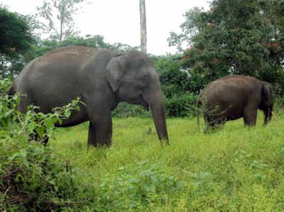 योगी आदित्यनाथ के ड्रीम प्रॉजेक्ट के लिए कर्नाटक से दुधवा पार्क आएंगे 11 हाथी