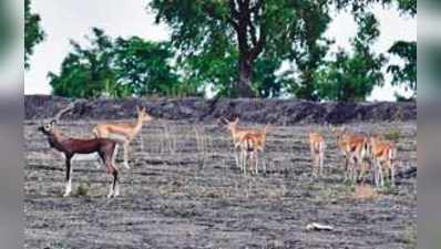 ಬಾಯಾರಿದ ಜಿಂಕೆಗಳು...