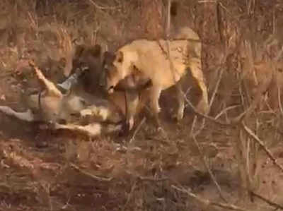 गुजरात: शेरनियों ने किया गाय का शिकार, विडियो वायरल होने के बाद शुरू हुई जांच