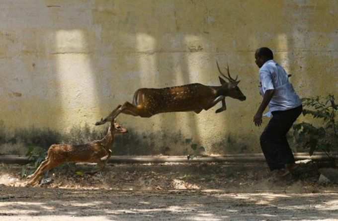 துள்ளி ஓடிய மான்கள்; துரத்தி பிடித்த வனத்துறை!