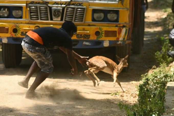 துள்ளி ஓடிய மான்கள்; துரத்தி பிடித்த வனத்துறை!