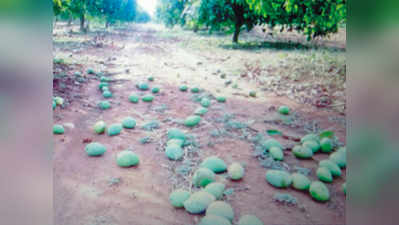 ಅಕಾಲಿಕ ಮಳೆ, ಗಾಳಿಗೆ ನೆಲಕಚ್ಚಿದ ಮಾವು