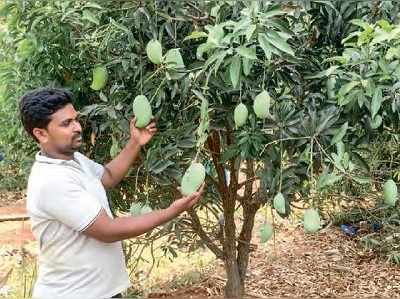 మ్యాంగో మ్యాన్ ఆఫ్ ఆంధ్రా.. ఒకే చెట్టుకు 18 వెరైటీలు