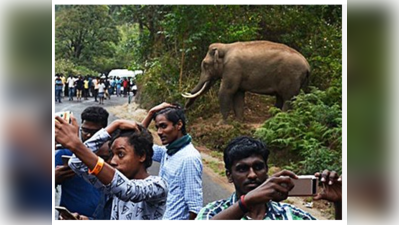 মুন্নারের গজরাজ! দেখুন...