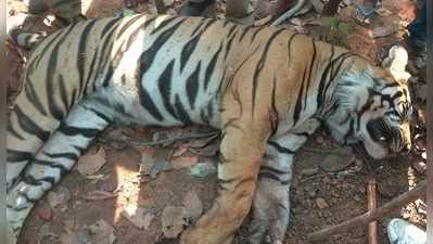 ব্যর্থ বন দপ্তর, শিকারির বল্লমে বলি লালগড়ের বাঘ