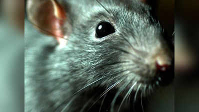 आर्जेन्‍टीना पुल‍िस का दावा- 540 किलो गांजा खा गए चूहे