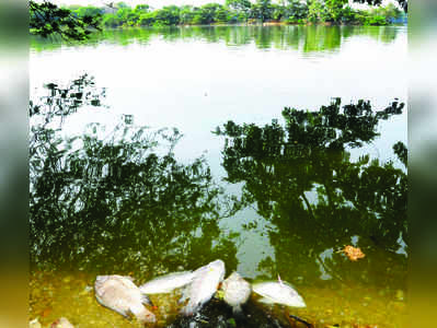 ಕುಕ್ಕರಹಳ್ಳಿ ಕೆರೆಯಲ್ಲಿ ಮೀನುಗಳ ಸಾವು