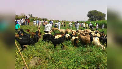 शेतकरी संतापले; उभ्या पिकात मेंढ्या सोडल्या