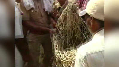 पकड़ा गया 4 ग्रामीणों को घायल करने वाला आदमखोर तेंदुआ