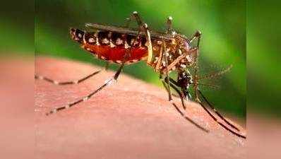 डेंगू की आयुर्वेदिक दवा अगले साल आएगी बाजार में