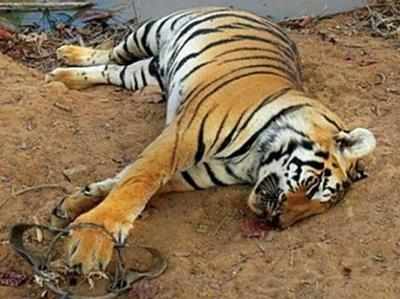 पीलीभीत टाइगर रिजर्व में 21 दिनों में शिकारियों ने ली तीन बाघ की जान