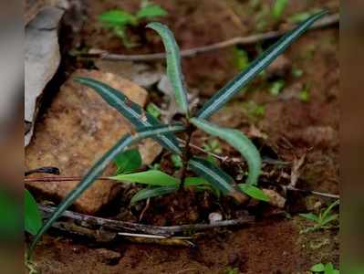 ಮನೆ ಮದ್ದು: ಪಿತ್ತದ ಸಮಸ್ಯೆ ನಿವಾರಿಸುವ ಸೊಗದೆ ಬೇರು