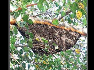 मधुमक्खियों के हमले में गई जान, डॉक्टरों पर मुकदमा दर्ज