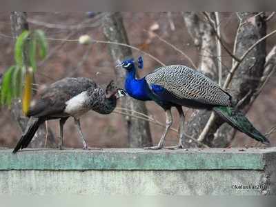 ಅಜಗಾಂವಕರ್‌ ಅಂಗಳದಲ್ಲಿ ನಲಿಯುತ್ತಿವೆ ನವಿಲುಗಳು