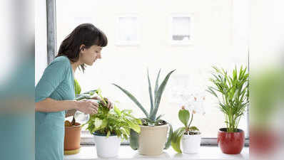 इन 6 पौधों को घर में लगाएं, सुकून भरी नींद पाएं