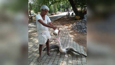 ಪೆಲಿಕಾನ್‌ ಸಾವಿನ ಸಂಖ್ಯೆ 60ಕ್ಕೆ