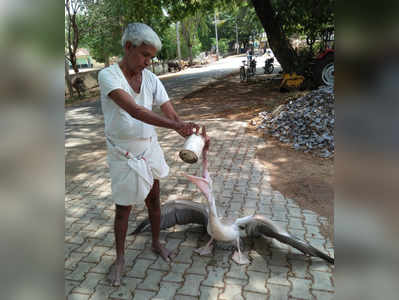 ಪೆಲಿಕಾನ್‌ ಸಾವಿನ ಸಂಖ್ಯೆ 60ಕ್ಕೆ