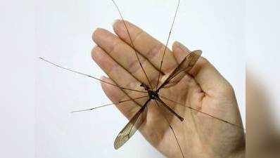चीन में मिला दुनिया का सबसे बड़ा मच्छर, पंख का फैलाव 11.15 सेंटीमीटर