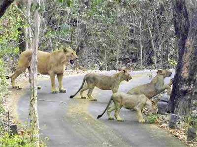 ‘नैसर्गिक क्षेत्रे’ कागदावरच?