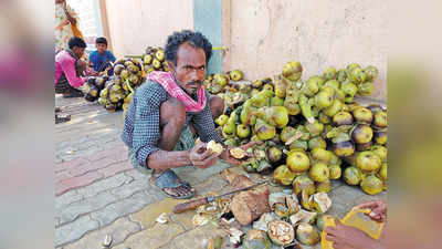 ಅಪರೂಪದ ತಾಳೆಕಾಯಿ ಕೊಬ್ಬರಿಗೆ ಡಿಮ್ಯಾಂಡ್‌