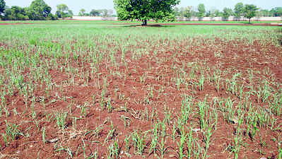 ಬಾರದ ಮಳೆ: ಬಾಡಿದ ಬೆಳೆ