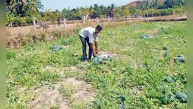 **ರೈತರ ಸ್ವಾವಲಂಬನೆಯ ಕೈ  ಹಿಡಿದ ಕಲ್ಲಂಗಡಿ