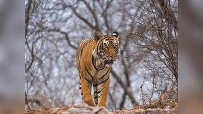 सरिस्का उद्यान में बाघों की संख्या बढ़कर 14 हुई