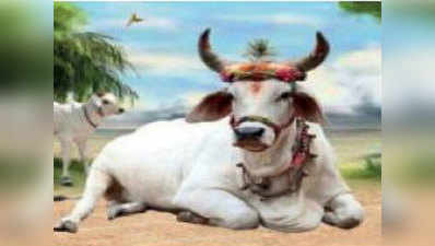 चंडीगढ़: ब्राजील से लौटेगी गायों की भारतीय नस्ल